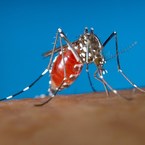 This 2003 photo provided by the Centers for Disease Control and Prevention shows an Aedes albopictus female mosquito feeding on a human blood meal. (James Gathany/Centers for Disease Control and Prevention via AP)