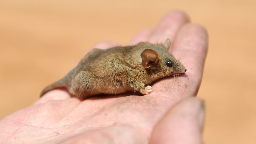 An endangered pygmy possum at Flinders Chase National Park after bushfires swept through Kangaroo Island earlier this month.