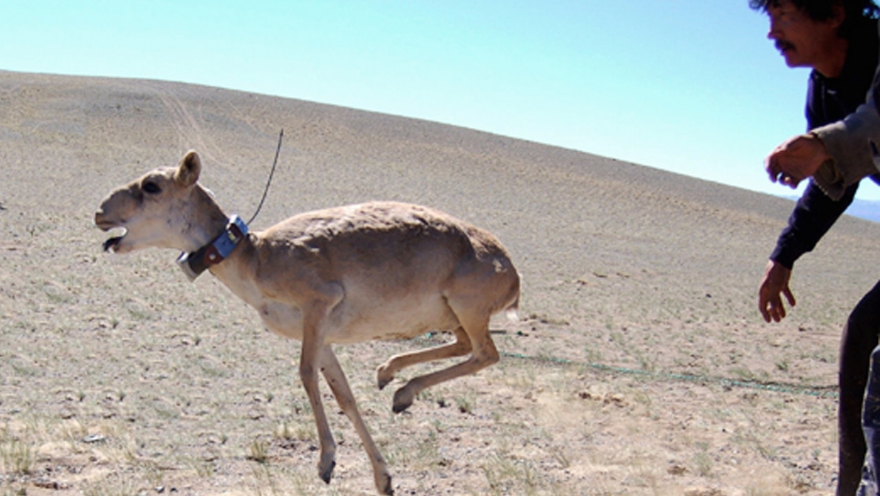 An adult saiga antelope is run after being released in Sharga Nature Reserve in Mongolia 2006.  