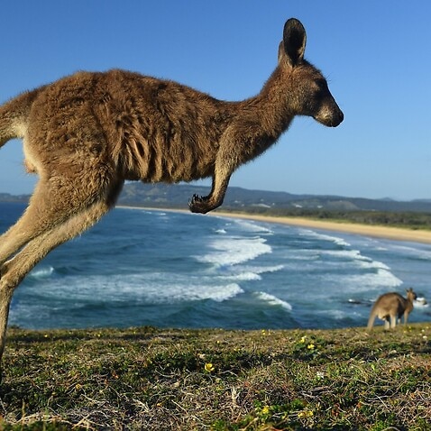 An eastern grey kangaroo is seen at Look At Me Now Headland, north of Coffs Harbour.