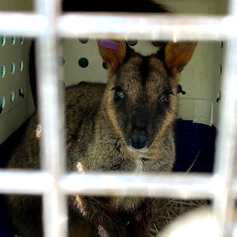 A rock wallaby ready for release