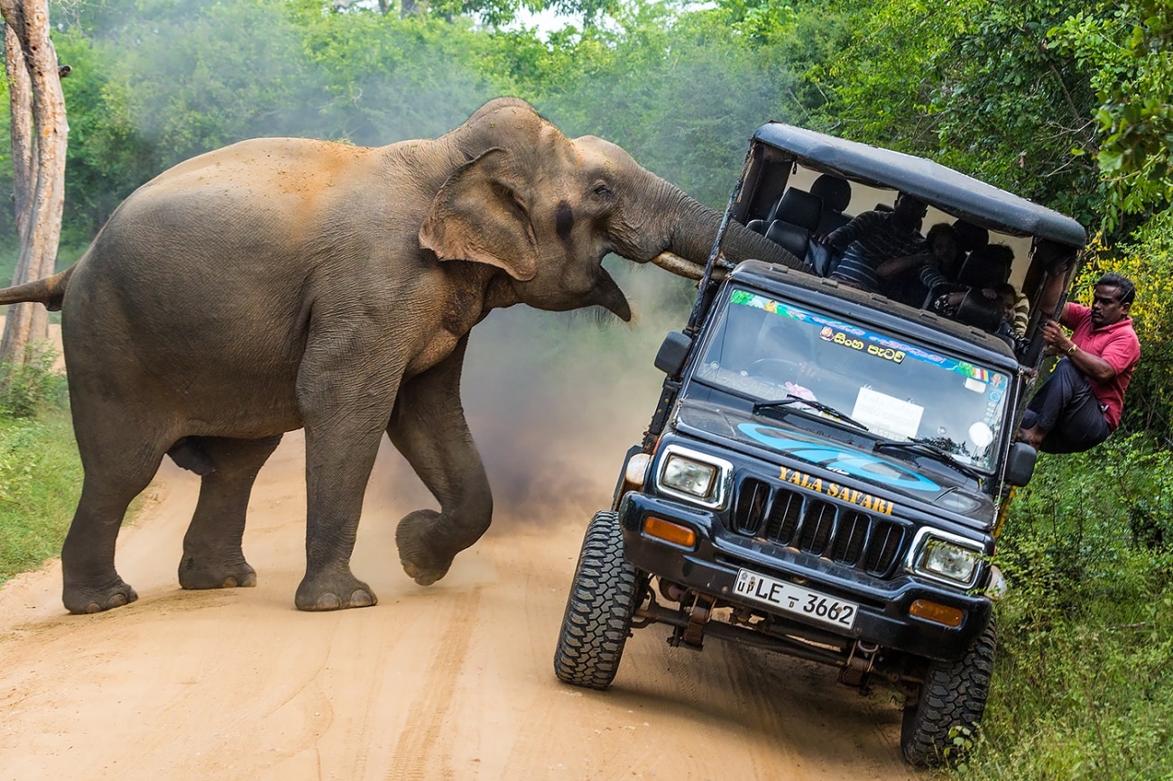 The winning photograph in the travel category, featuring an elephant attacking a Jeep full of people in Yala National Park, Sri Lanka. 