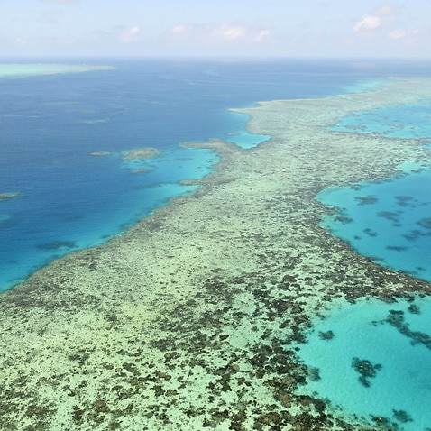 Campaign kicks off to make Great Barrier Reef an Australian citizen ...