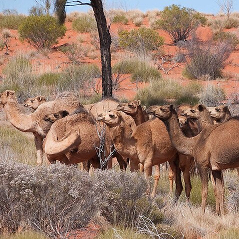 Thousands of wild camels to be shot dead in remote part of Australia