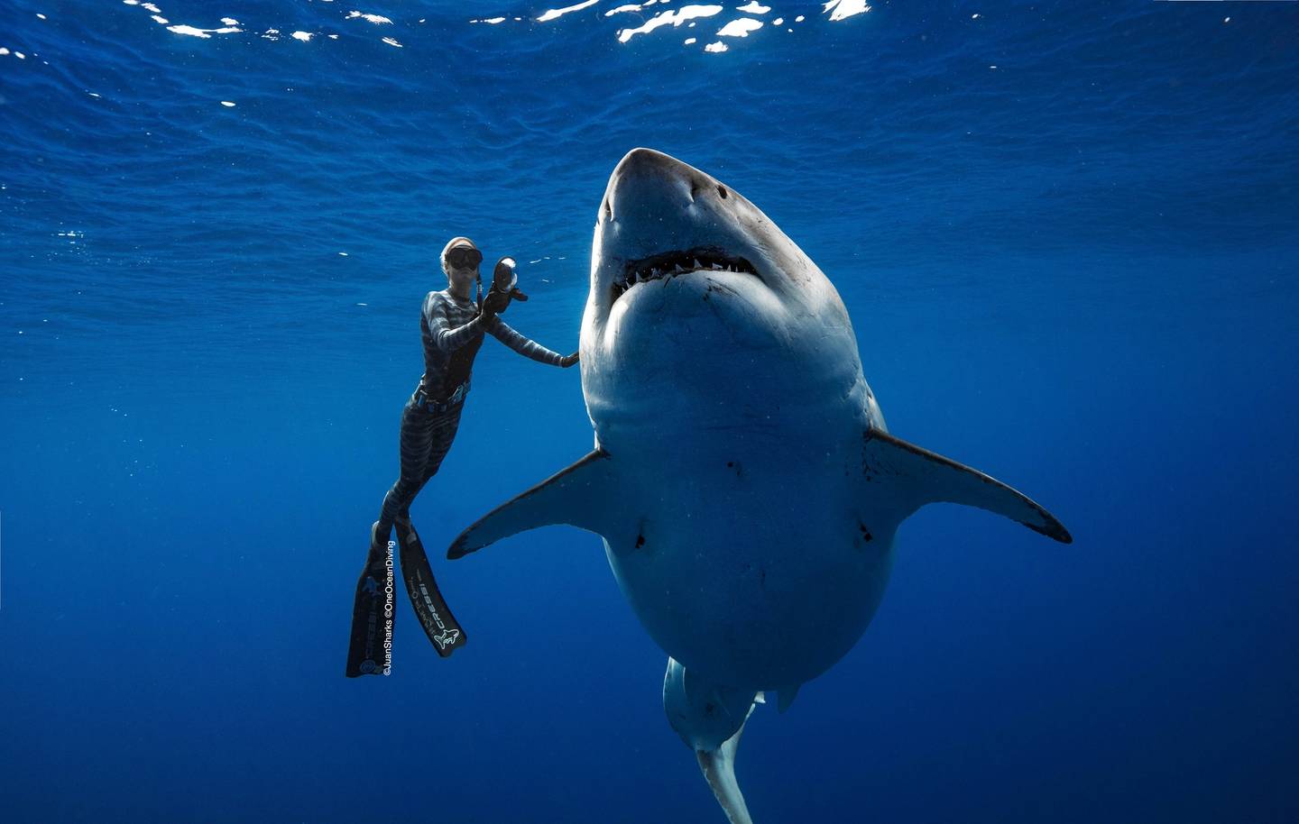 Incredible Footage Captures Divers Swimming With Giant Great White Shark Sbs News 1810