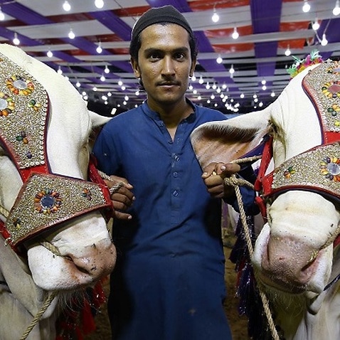 Sacrificial animals are put on sale at a local cattle market ahead of the Muslim festival of Eid al-Adha in Karachi, Pakistan, 22 July 2020. 