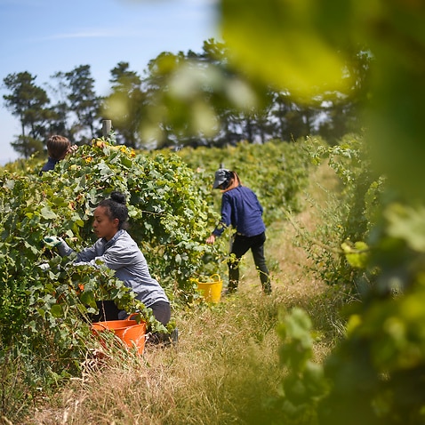 Seasonal workers pick Riesling grapes at Surveyor's Hill vineyard outside Canberra.