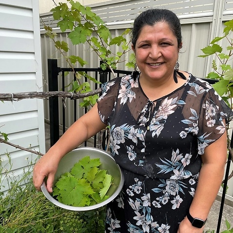 Sabeeha grows the vine leaves used in the Dolma at home in Coffs Harbour 