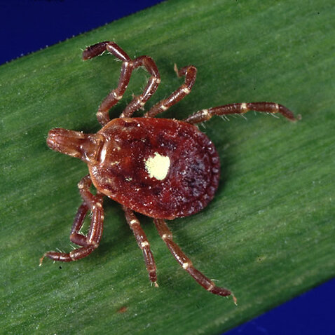 這種高致病性、由壁蝨，又名蜱蟲（tick）所傳播的新型布尼亞病毒，在中國農村地區再次出現。