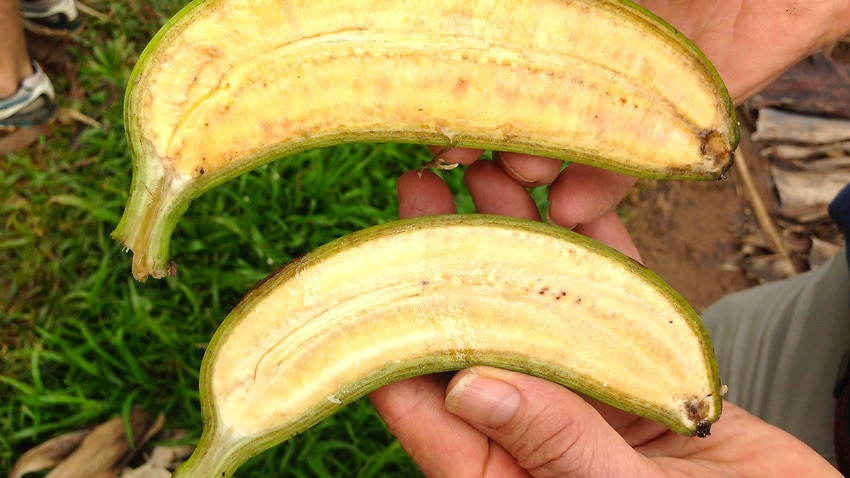 Aussie Grown Super Banana To Help Reduce Global Hunger Malnutrition