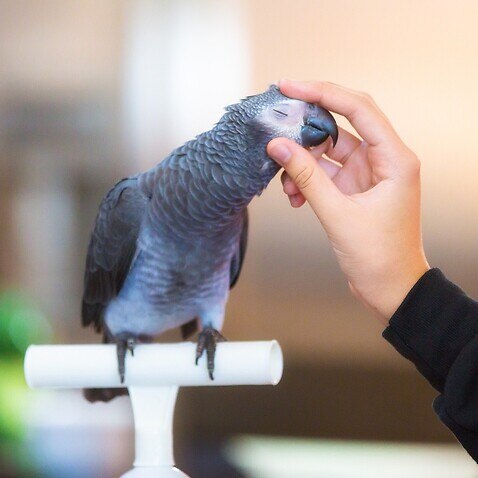 Bird instinctively hides illnesses