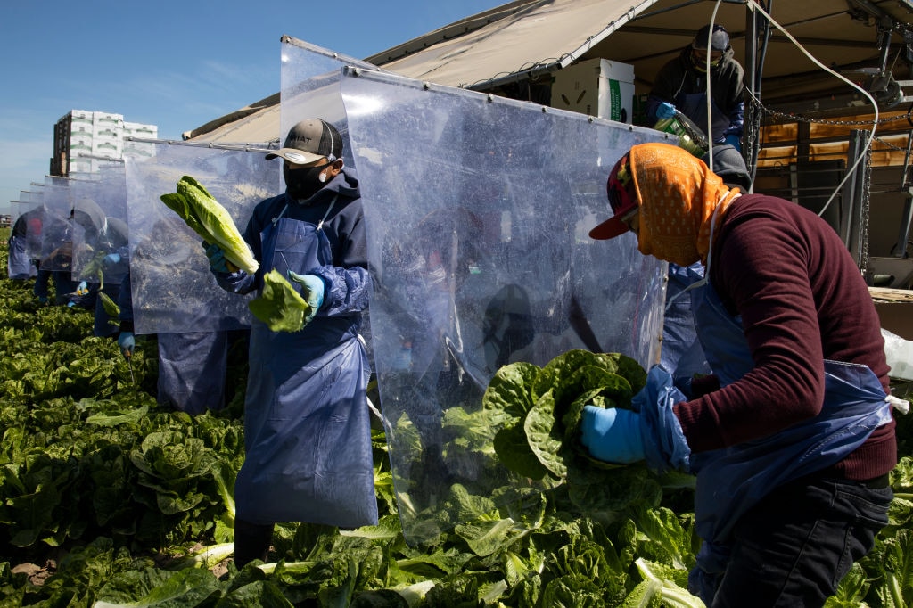 Farm laborers harvest romaine lettuce on a machine with heavy duty plastic dividers that separate workers from each other while harvesting Immigrant Agricultural Workers Critical To U.S. Food Security Amid COVID-19 Outbreak