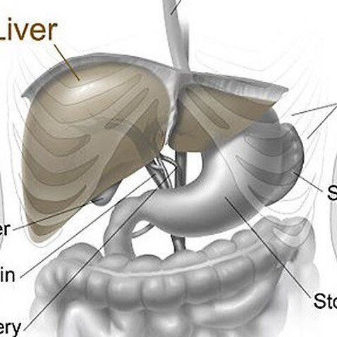 Liver Health 