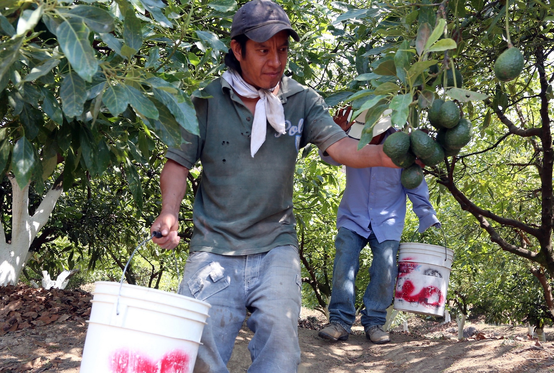Farmers work at an avocado plantation in El Carmen ranch in the community of Tochimilco, Puebla State, Mexico, 